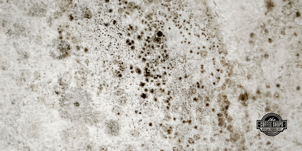Q&A – Mold on mast